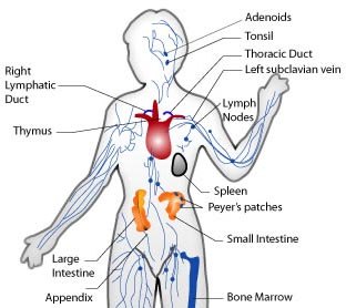 Six Ways To Boost Your Immune System