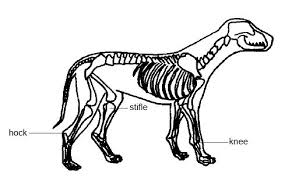 Canine Joint Discomfort: How to Help Your Canine Friend
