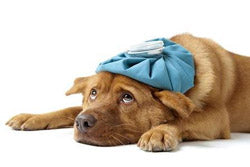 Support the Mobility of Your Dog: DGP Supplement