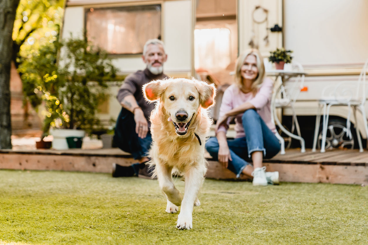 DGP - A Supplement to Help Your Pet's Joint Discomfort