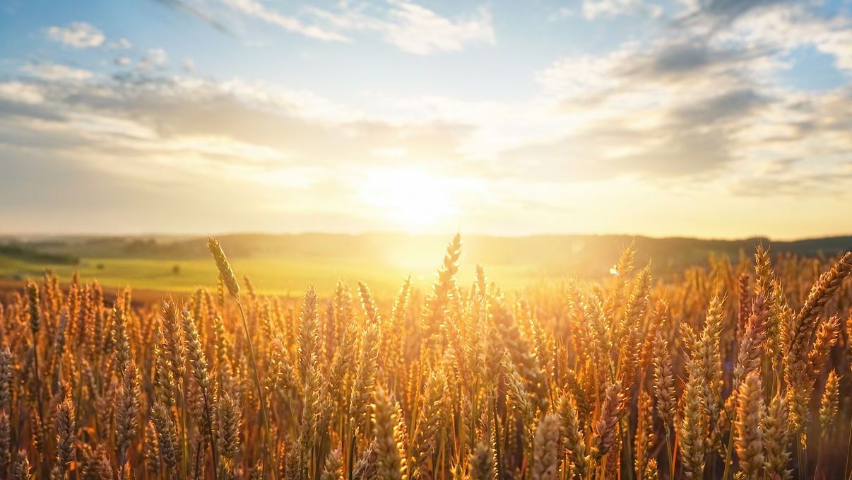 How Fermented Wheat Germ Extract Helps You Maintain a Healthy Appetite