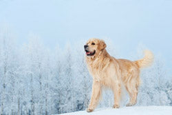 Winter Weather Joint Discomfort Tips For Your Dog
