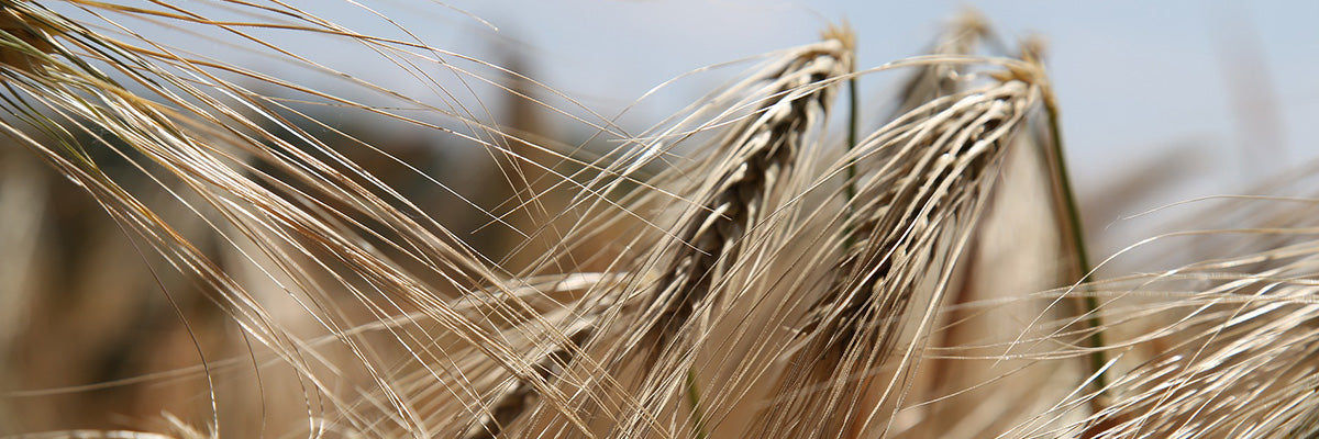 What’s up with Being Gluten-Free?