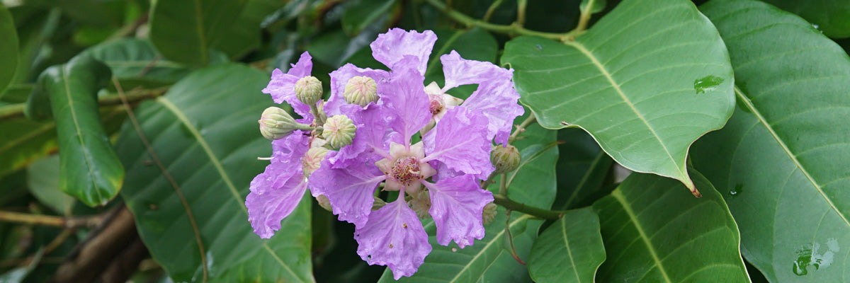 The Many Benefits of the Banaba Leaf