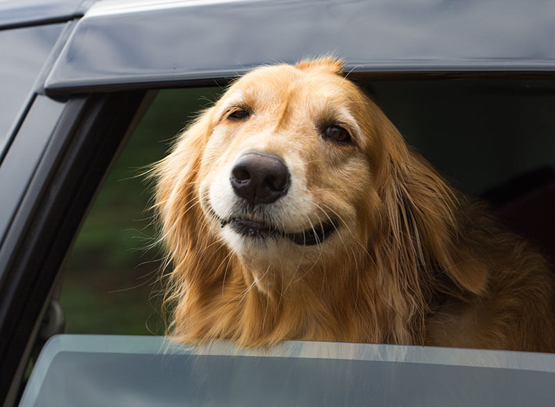 Dog Safety in Automobiles