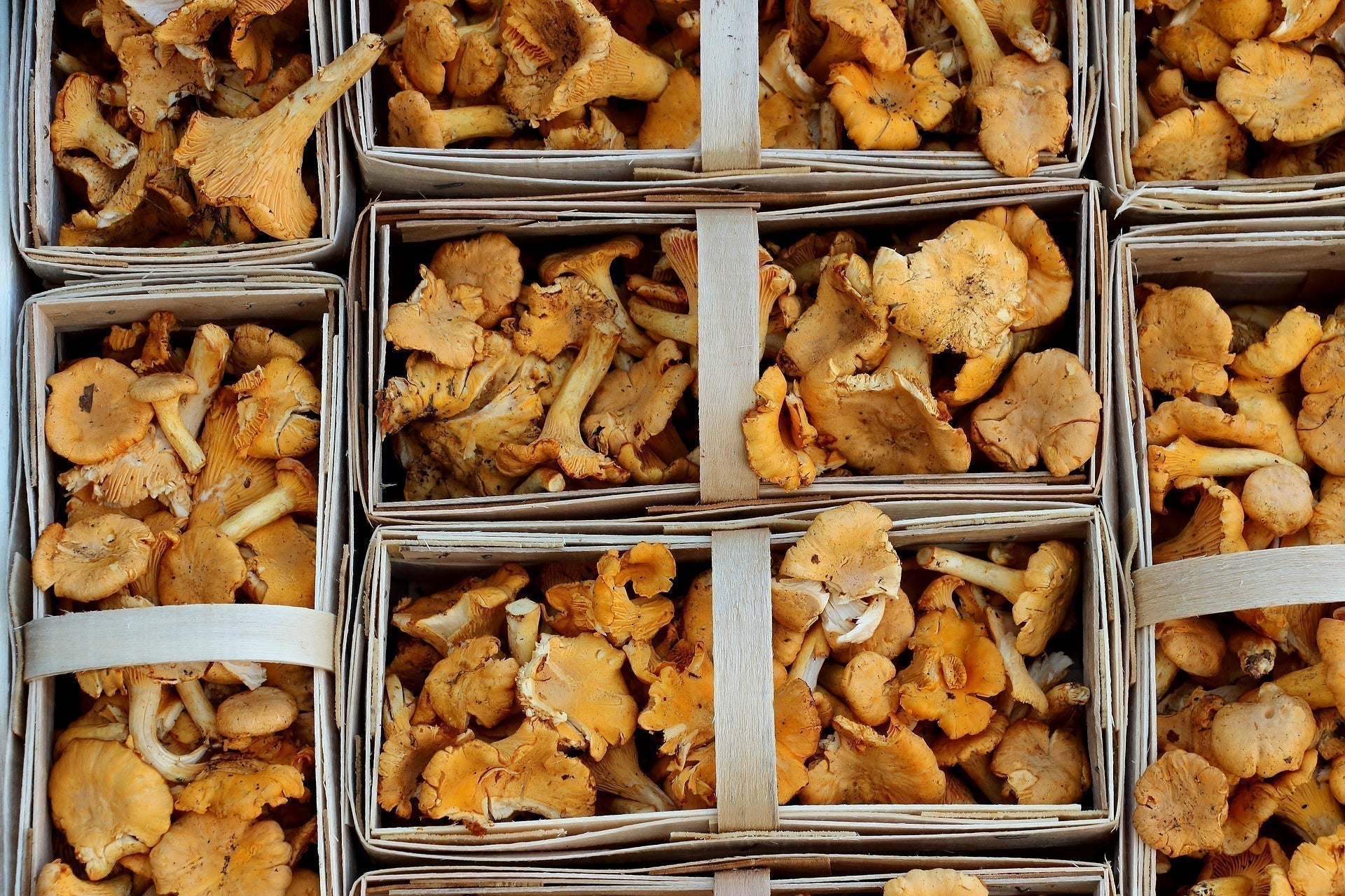 AHCC and the Benefits of Mushrooms