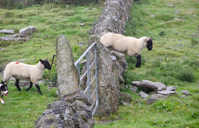 How to Stop Counting Sheep Naturally